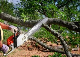 Best Tree Risk Assessment  in West Plains, MO